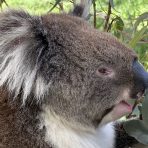  Powell Koala, Cleland Wildlife Park, SA.13